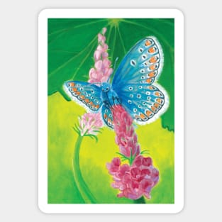 Chapman's blue Butterfly (Polyommatus thersites) on Sainfoin Illustration Sticker